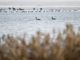 Des oiseaux migrateurs dans le réservoir de Hailiu