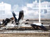 Des grues à cou noir dans la Réserve naturelle nationale de Caohai dans le district autonome Yi