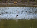 Des oiseaux migrateurs dans la Réserve naturelle du port de Dongzhai