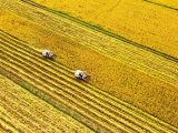 Photo aérienne d'agriculteurs conduisant des moissonneuses dans une rizière à Jurong