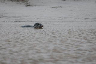 Un phoque tacheté dans les eaux de Sandaogou de la baie de Liaodong