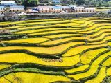 Des villageois récoltent du riz dans un champ en terrasses dans le village de Changchun de la ville de Yichang