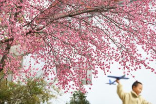 Un garçon joue près de cerisiers d'hiver en fleurs dans le district autonome Naxi de Yulong