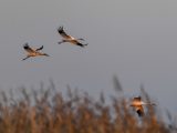 Des grues blanches dans une zone humide dans la réserve naturelle nationale de Momoge dans le district de Zhenlai
