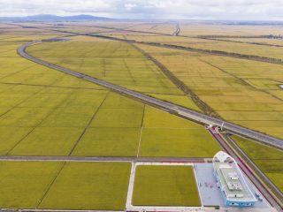 Vue aérienne des rizières à récolter dans un parc de rizières à Fujin