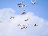 Des cygnes survolent une plaine à Hohhot