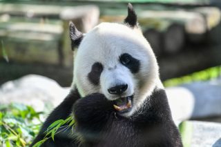 Le panda géant Ru Yi au zoo de Moscou