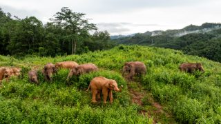 Photo d'éléphants dans le bourg de Dadugang
