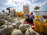 Une agricultrice trie des cantaloups dans une ferme productrice de cantaloups à Lingwu