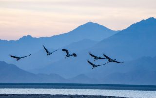 Des grues à cou noir survolent un réservoir du district de Lhunzhub