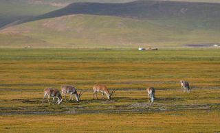 Des antilopes tibétaines dans la Réserve naturelle nationale de Serling Tso à Nagqu