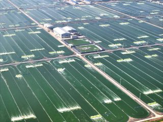 Vue aérienne d'une base d'élevage de microalgues au village de Shanxin dans le bourg de Qisha