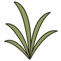 Flat drawing of a tuft of grass: six olive-green blades springing from the same point, some upright, the others arching away on either side. No soil, no ground line, no flowers.