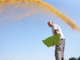 Un agriculteur fait sécher des céréales dans le village de Wucun de l'arrondissement de Nanhe