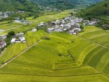 Photo aérienne de rizières dans le village de Xinglong