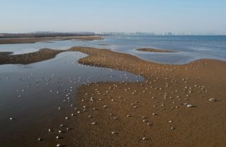 Photo aérienne prise par un drone d'oiseaux aquatiques recherchant de la nourriture dans une zone humide côtière de l'arrondissement de Beidaihe