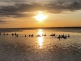 Photo prise par un drone d'oiseaux migrateurs dans la zone humide du lac Wolong