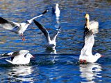 Des mouettes rieuses dans le parc Longwangtan