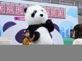Des touristes participent à un événement thématique marquant la Journée internationale des pandas organisé dans la Base de recherche sur  la reproduction des pandas géants de Chengdu