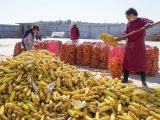 Des villageois séchant du maïs récolté dans le bourg de Huangdian du district de Dingtao