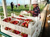 Une villageoise arrange des fraises fraîchement cueillies dans une serre du village de Wuyan