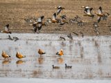Des oiseaux migrateurs dans la zone humide près du fleuve Jaune dans le district de Togtoh