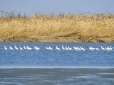 Des oiseaux migrateurs dans la réserve naturelle de la zone humide de Qilihai