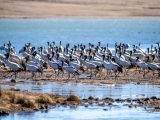 Des grues à cou noir observées dans la réserve naturelle de grues à cou noir de Dashanbao