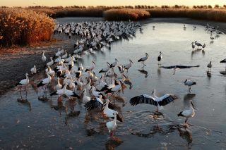 Vue aérienne d'un troupeau de cigognes blanches orientales en quête de nourriture dans une zone humide de Tangshan