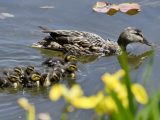Des canards sauvages nagent dans le lac du parc Yuanmingyuan