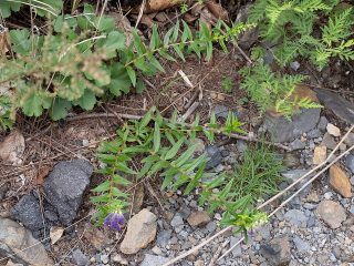 Pied sauvage de Scutellaria baicalensis en Chine