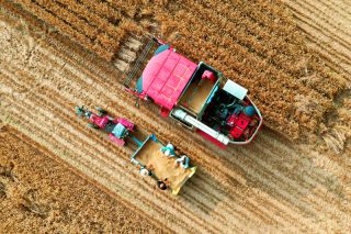 Photo aérienne d'agriculteurs récoltant du blé dans des champs du village de Beidingzhuang du district de Weishi