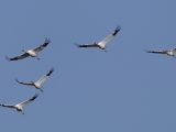 Des grues blanches survolent la zone de conservation des grues blanches de Wuxing