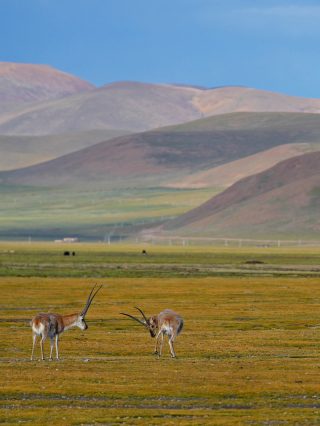 Des antilopes tibétaines dans la Réserve naturelle nationale de Serling Tso à Nagqu