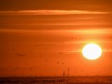 Des oiseaux migrateurs dans le district de Zhenlai de la ville de Baicheng