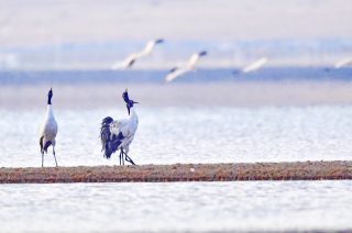 Des grues à cou noir sont observées dans un réservoir du district de Lhunzhub