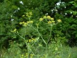 Buplèvre à feuilles de scorsonère (Bupleurum scorzonerifolium), l'une des deux espèces officinales du chai hu