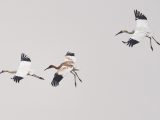 Des grues blanches survolent une zone de conservation des grues blanches près du lac Poyang