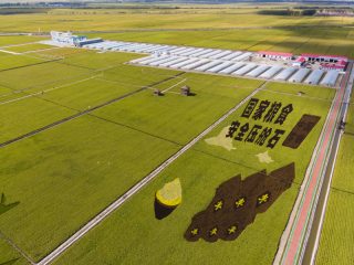 Vue aérienne des rizières à récolter dans un parc de rizières à Fujin