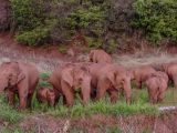 Photo des éléphants d'Asie sauvages dans l'arrondissement de Jinning à Kunming