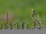 Un oiseau dans la réserve naturelle nationale de la zone humide de Lhalu
