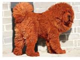 Mastiff rouge du Tibet
