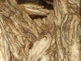Racines séchées d'Angelica sinensis