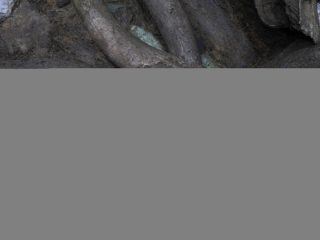 Photo non datée de reliques déterrées sur le site des ruines de Sanxingdui