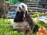Le panda géant Ru Yi déguste son gâteau d'anniversaire au zoo de Moscou