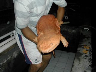 Salamandre géante