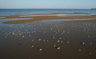 Photo aérienne prise par un drone d'oiseaux aquatiques dans une zone humide côtière de l'arrondissement de Beidaihe