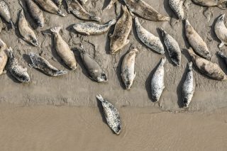 Photo prise par un drone de phoques tachetés se reposant sur la vasière de la baie de Liaodong