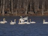 Des cygnes dans la zone humide de Caofeidian