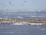 Des oiseaux au-dessus du fleuve Jaune dans la bannière de Dalad à Erdos